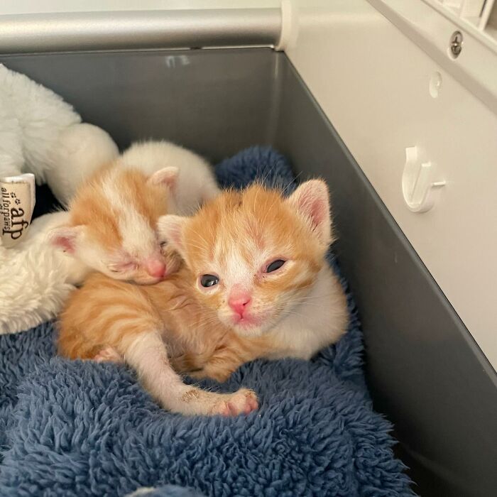 These Two Sibling Kittens Are Quite Different From Other Cats, But They Are Living Their Life To The Fullest After Being Rescued