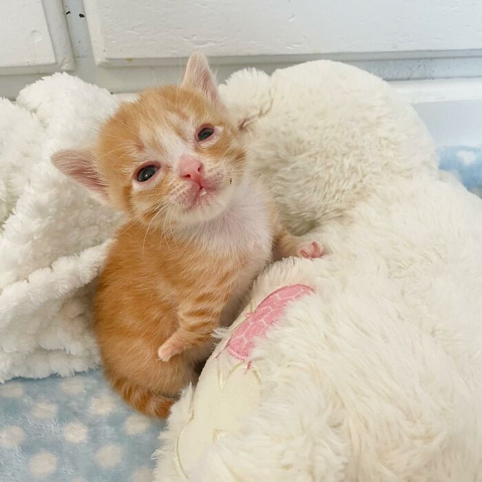 These Two Sibling Kittens Are Quite Different From Other Cats, But They Are Living Their Life To The Fullest After Being Rescued