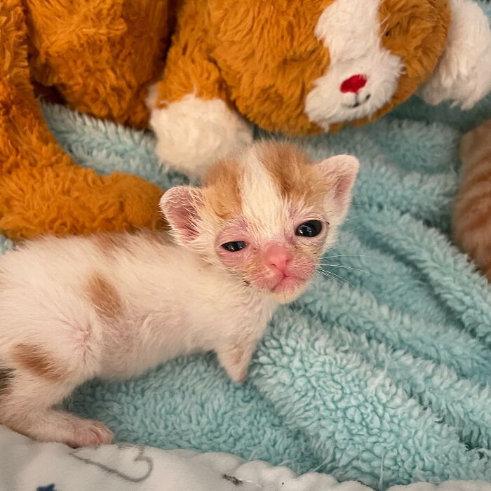 These Two Sibling Kittens Are Quite Different From Other Cats, But They Are Living Their Life To The Fullest After Being Rescued