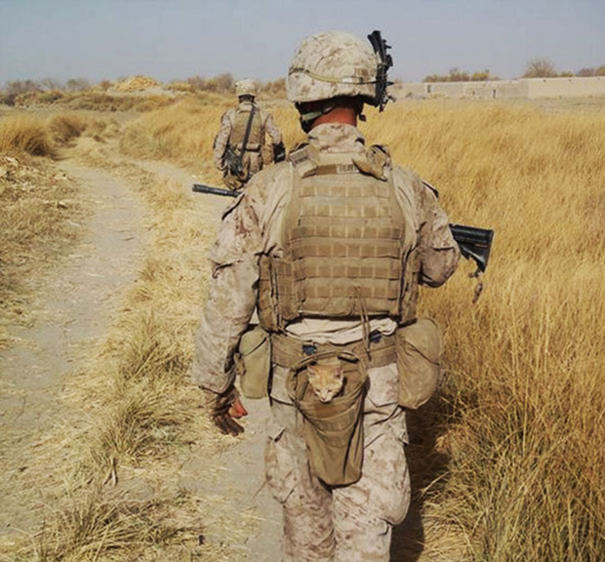 10+ Photos Of Soldiers With The Cat They Became Friends With, While On Duty