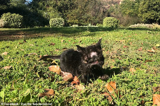 Dr Ralph Tran explained that he adopted Duo while passing through Colorado on a cross-country trip from New York to California after his friend's cat gave birth