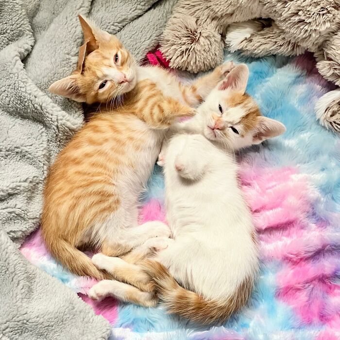 These Two Sibling Kittens Are Quite Different From Other Cats, But They Are Living Their Life To The Fullest After Being Rescued