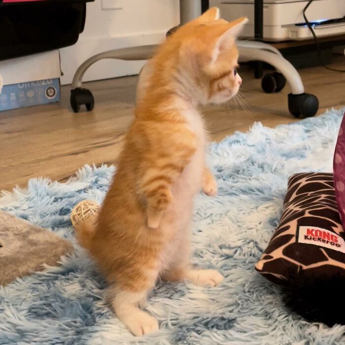 These Two Sibling Kittens Are Quite Different From Other Cats, But They Are Living Their Life To The Fullest After Being Rescued