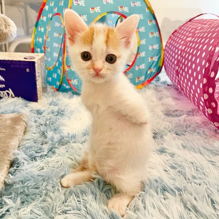 These Two Sibling Kittens Are Quite Different From Other Cats, But They Are Living Their Life To The Fullest After Being Rescued