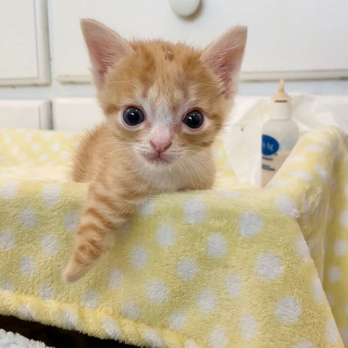 These Two Sibling Kittens Are Quite Different From Other Cats, But They Are Living Their Life To The Fullest After Being Rescued