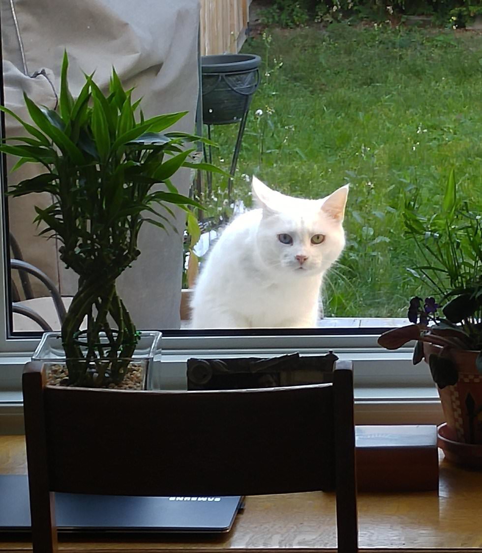 Cat Visits Neighbor Everyday For Food And Love