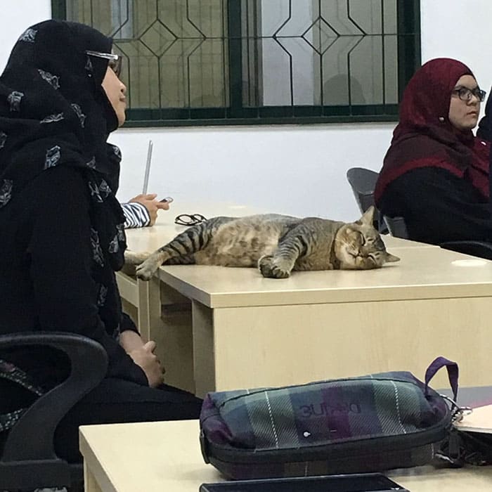 cat dozing in class