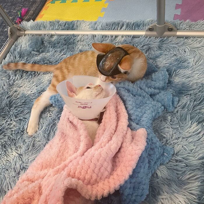 These Two Sibling Kittens Are Quite Different From Other Cats, But They Are Living Their Life To The Fullest After Being Rescued