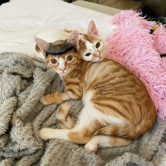 These Two Sibling Kittens Are Quite Different From Other Cats, But They Are Living Their Life To The Fullest After Being Rescued