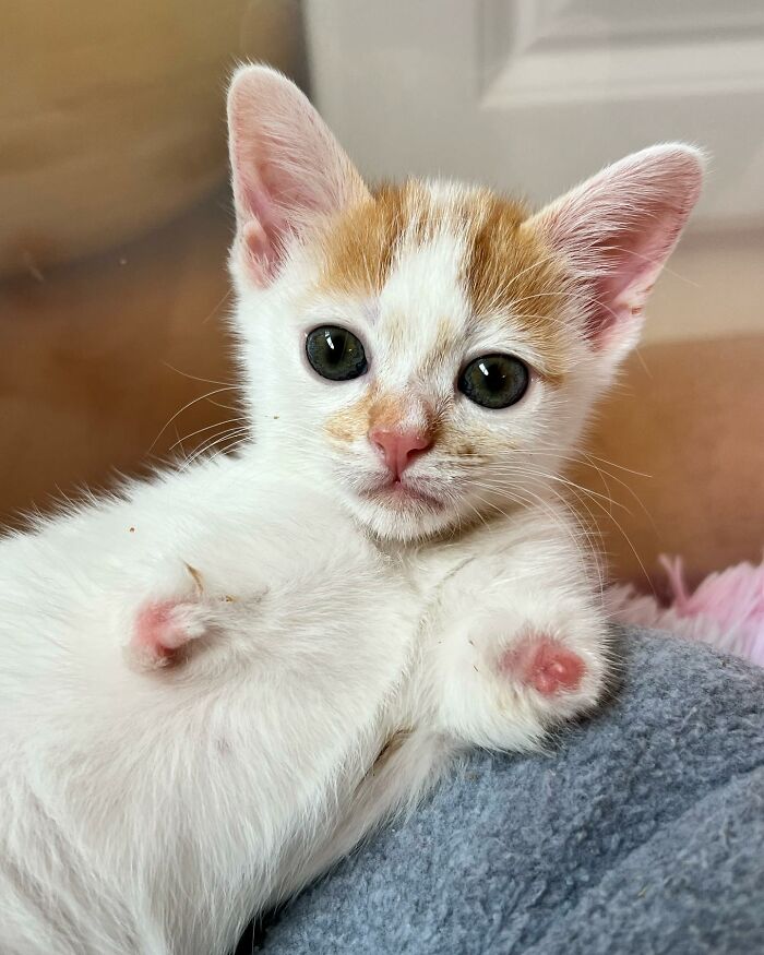 These Two Sibling Kittens Are Quite Different From Other Cats, But They Are Living Their Life To The Fullest After Being Rescued