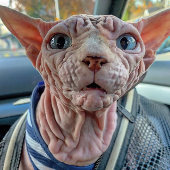 This Extra-Wrinkly Evil-Looking Cat Is Actually Very Lovely (30 Pics) | Bored Panda
