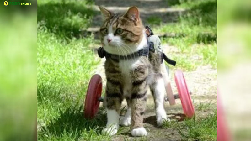 a-cat-with-two-wheels-loves-his-life-to-the-full