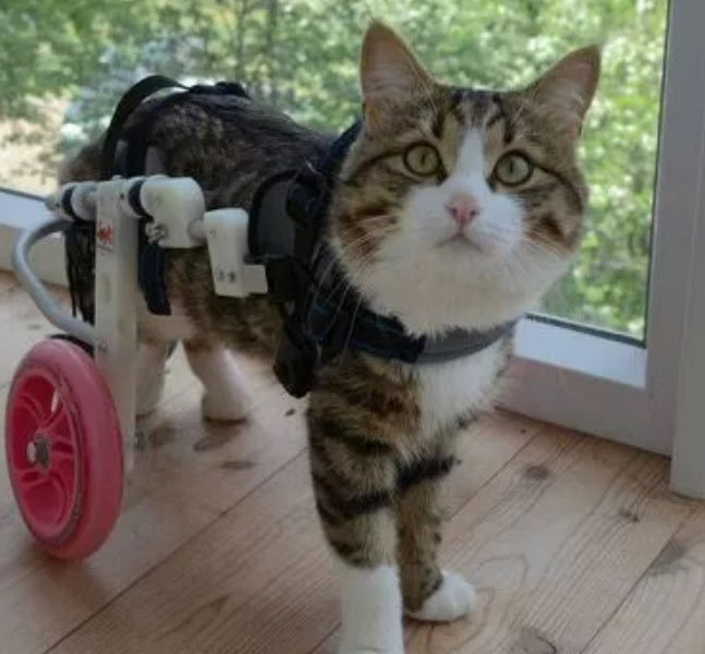 a-cat-with-two-wheels-loves-his-life-to-the-full-2