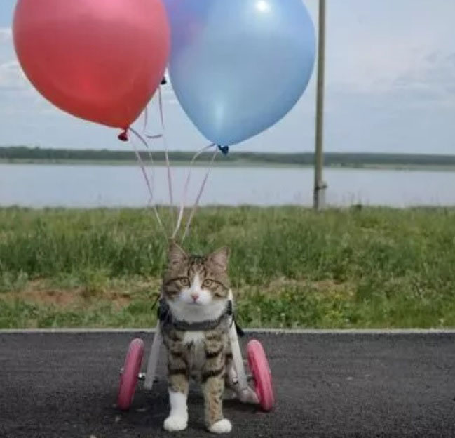 a-cat-with-two-wheels-loves-his-life-to-the-full-3