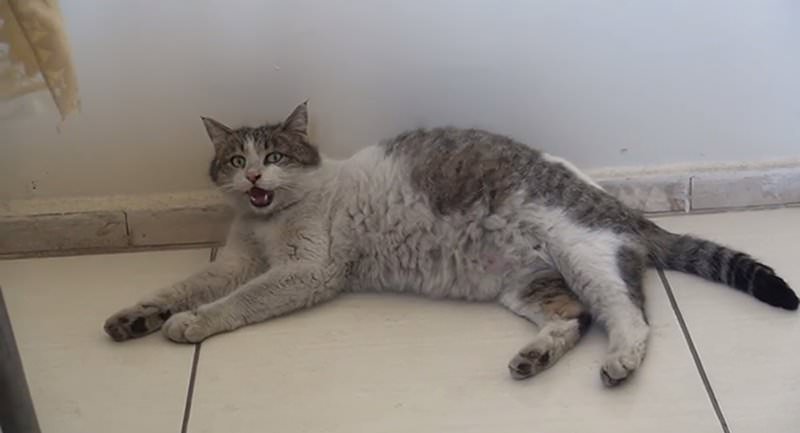 Pregnant Cat Arrives At Health Clinic In Turkey