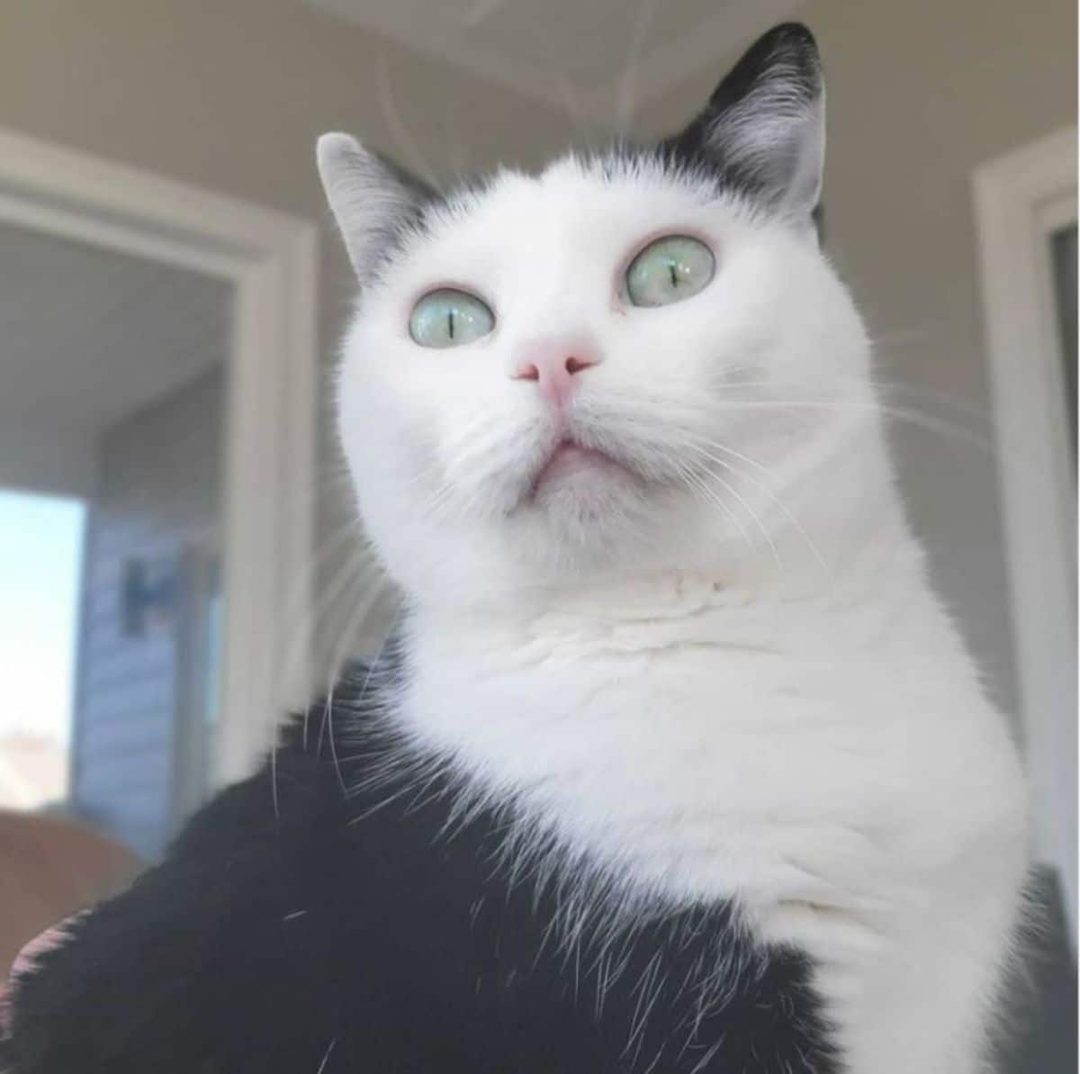 black and white cat sitting