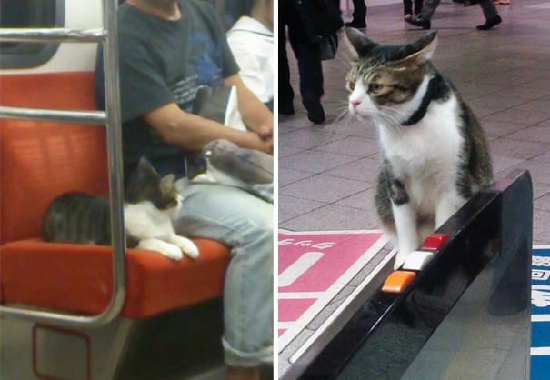 subway cat