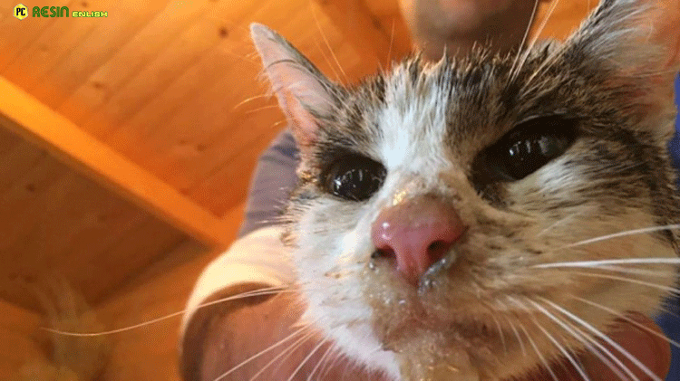 cat-miraculously-survived-for-five-days-under-the-rubble-of-the-earthquake-in-italy-1