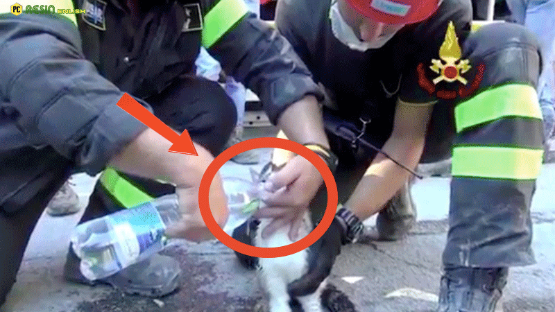 cat-miraculously-survived-for-five-days-under-the-rubble-of-the-earthquake-in-italy