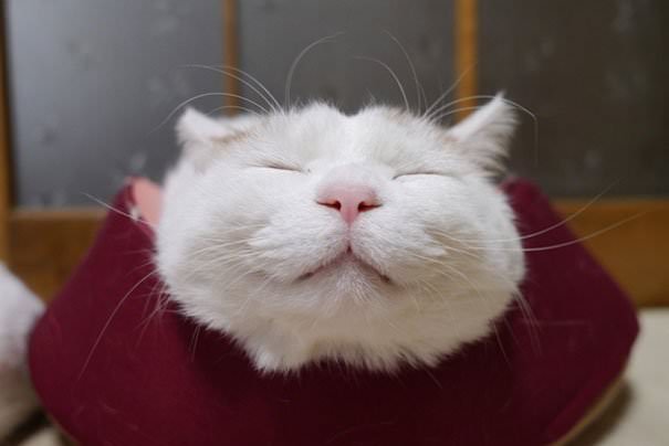 Meet Shironeko, The Happiest And Sleepiest Cat Ever