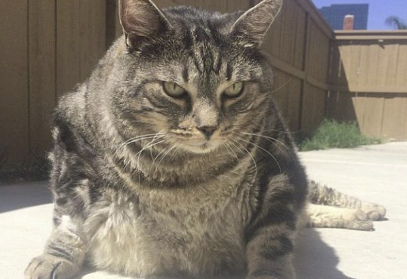 Little Dude was taken to an animal shelter after his owners could no longer afford to keep him. He weighed 36 pounds, three times the weight of a normal cat!