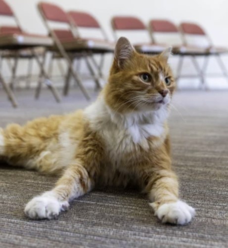 Paddy's family had no idea their cat had basically given himself a full-time job working as a comfort pet to mourners – until they thought he’d gone missing.