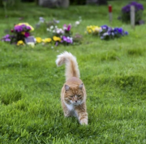 Paddy's family had no idea their cat had basically given himself a full-time job working as a comfort pet to mourners – until they thought he’d gone missing.