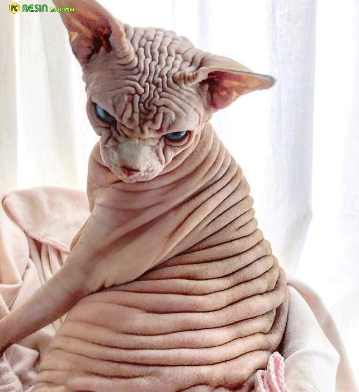 hairless-skin-and-wrinkles-from-head-to-toe-meet-xherdan-the-lovely-cat-that-has-a-extra-wrinkly-evil-looking-1