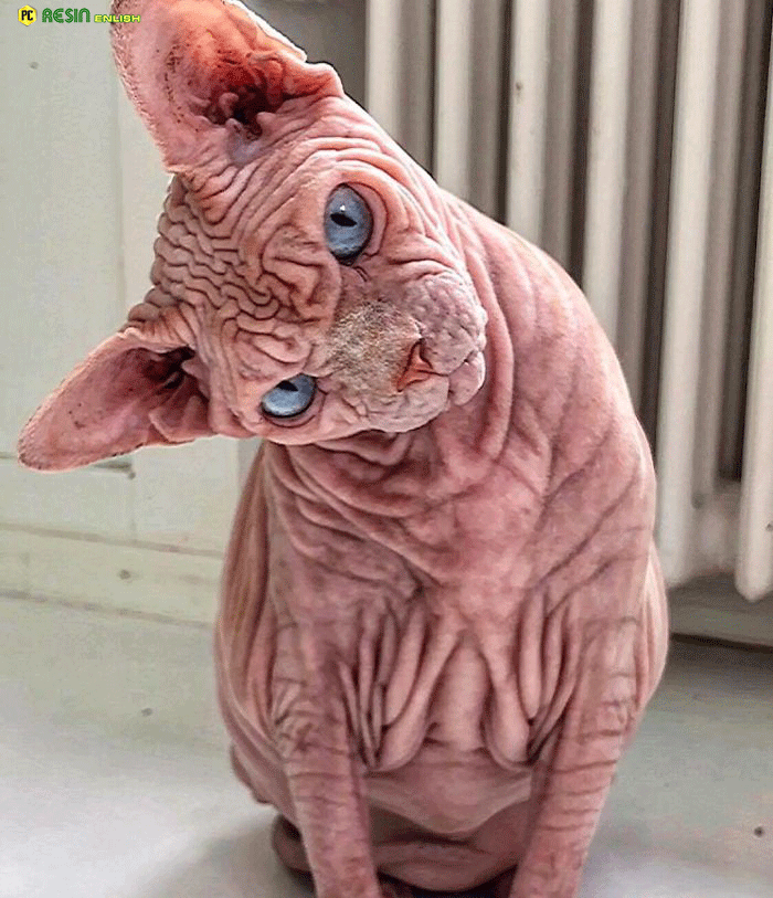 hairless-skin-and-wrinkles-from-head-to-toe-meet-xherdan-the-lovely-cat-that-has-a-extra-wrinkly-evil-looking-2