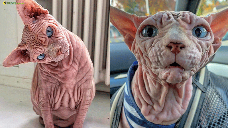 hairless-skin-and-wrinkles-from-head-to-toe-meet-xherdan-the-lovely-cat-that-has-a-extra-wrinkly-evil-looking