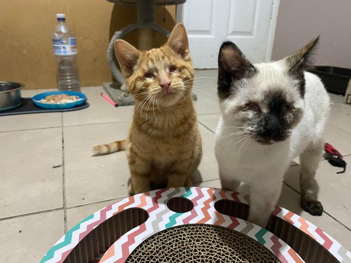 blind cats best friends