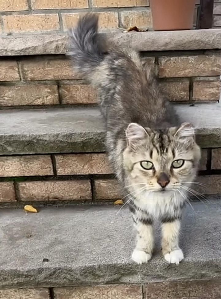 stray cat tabby sweetie