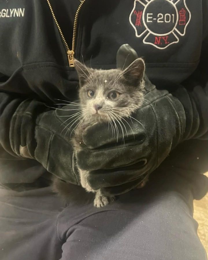 smokey the kitten, firefighter kitten