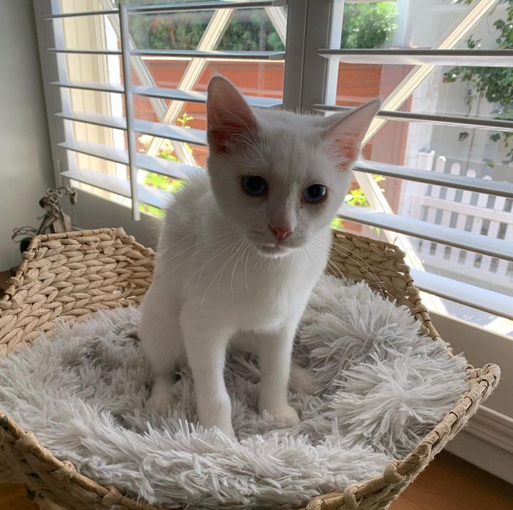 kitten in cat tree sky