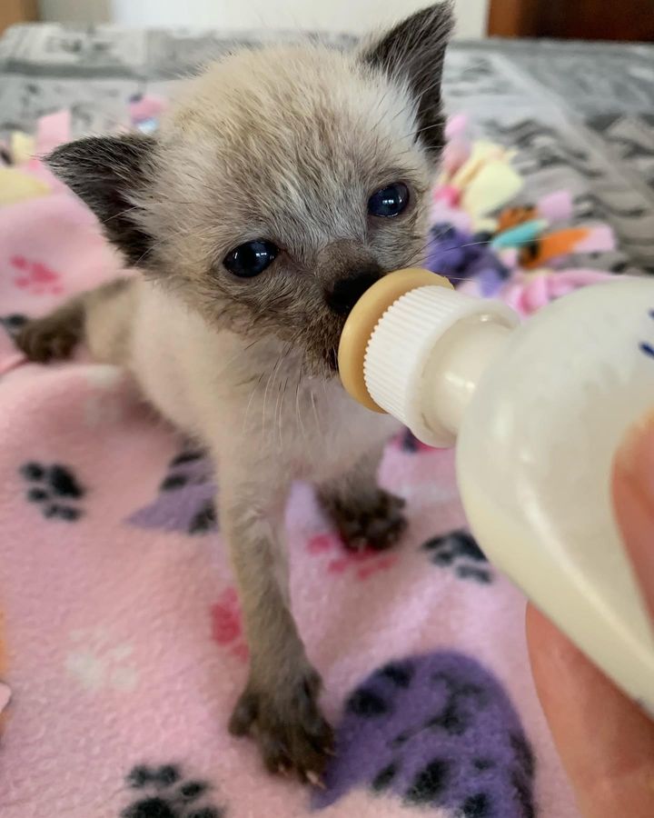 bottle feeding kitten