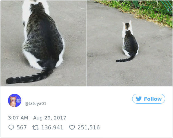 Kitty With The Cat Tattoo Breaks The Internet In Japan