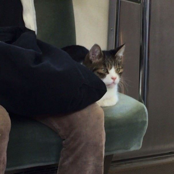 subway cat