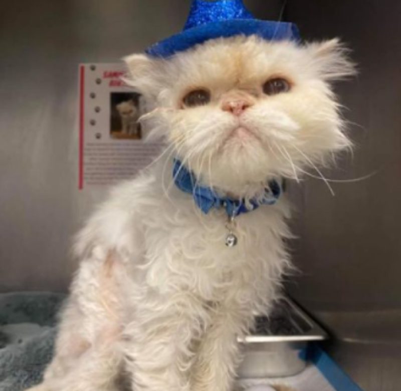 The elderly cat celebrated his 19th birthday: he doesn't know what expects him soon