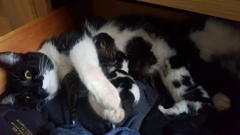 Man went into the room to get a sweater, and found a cat with newborn kittens. He owns no animals