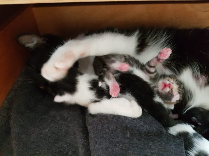 Man went into the room to get a sweater, and found a cat with newborn kittens. He owns no animals