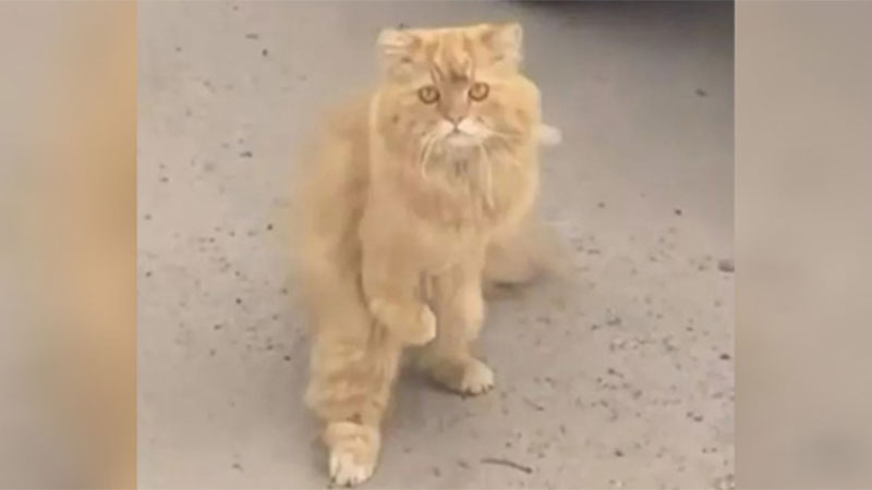 disabled-stray-cat-begged-passers-by-for-help-then-a-kind-lady-came-to-his-rescue-him