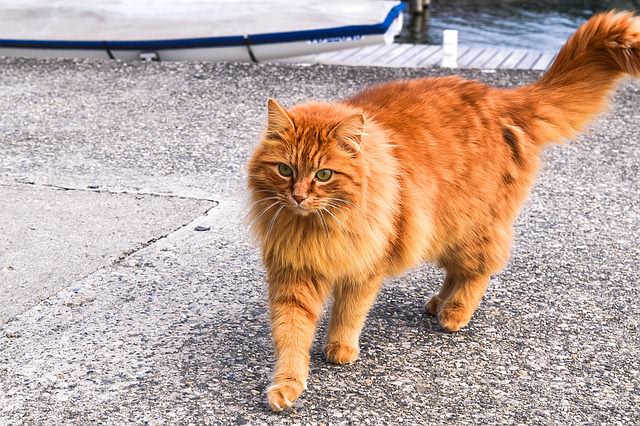 7 Fun Facts About Orange Tabby Cats