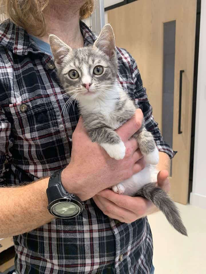 one-lucky-kitten-gets-purrfect-happy-ending-thanks-to-fdny-firefighter-1