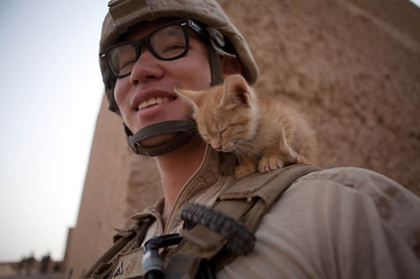 10+ Photos Of Soldiers With The Cat They Became Friends With, While On Duty