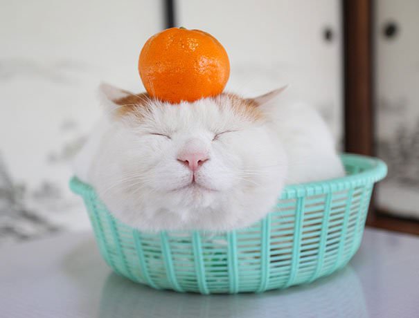 Meet Shironeko, The Happiest And Sleepiest Cat Ever