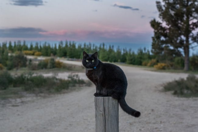 Refreshing story of a man who left his job and sold everything just to travel with his cat