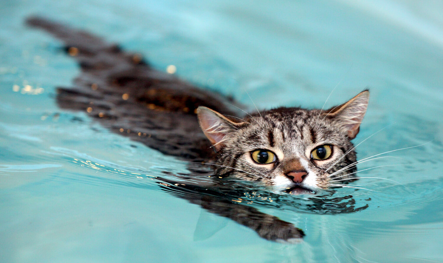 Cats love water