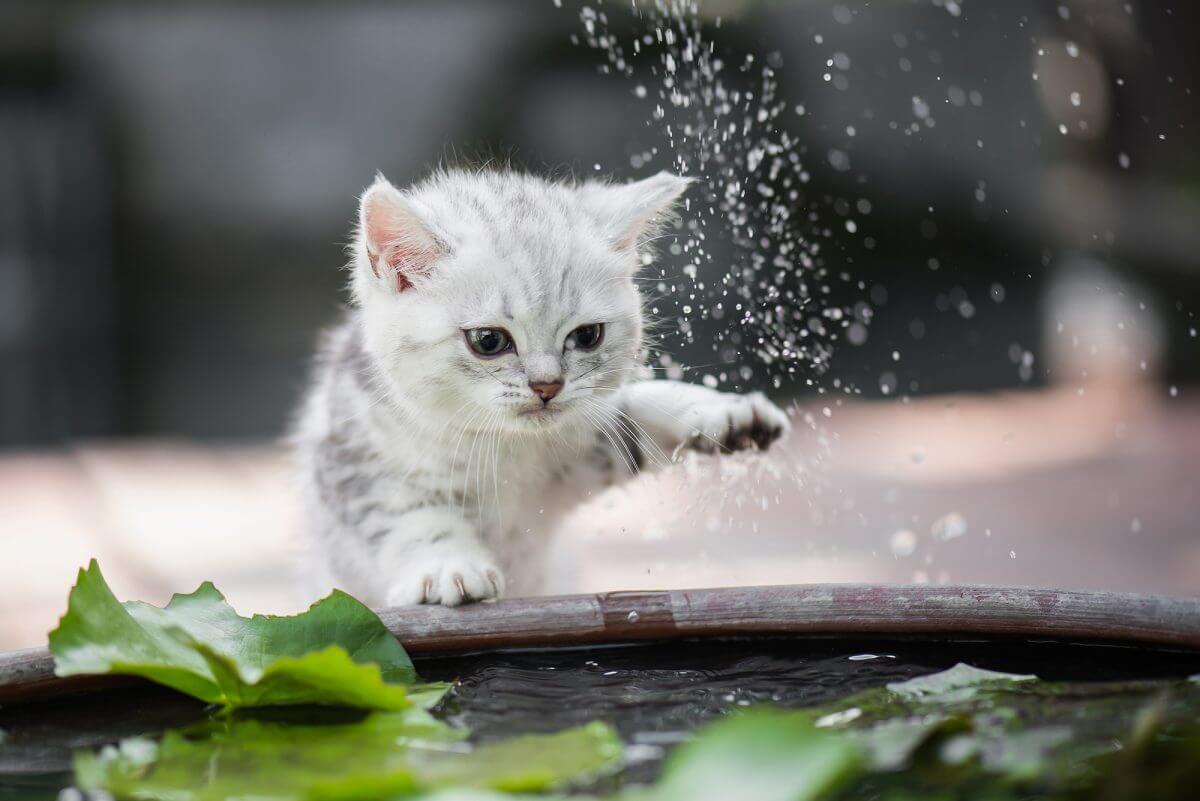 Cats love water