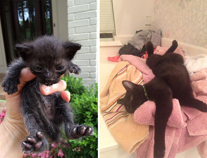 10+ Pictures Showing The Amazing Effort Of Animal Rescue