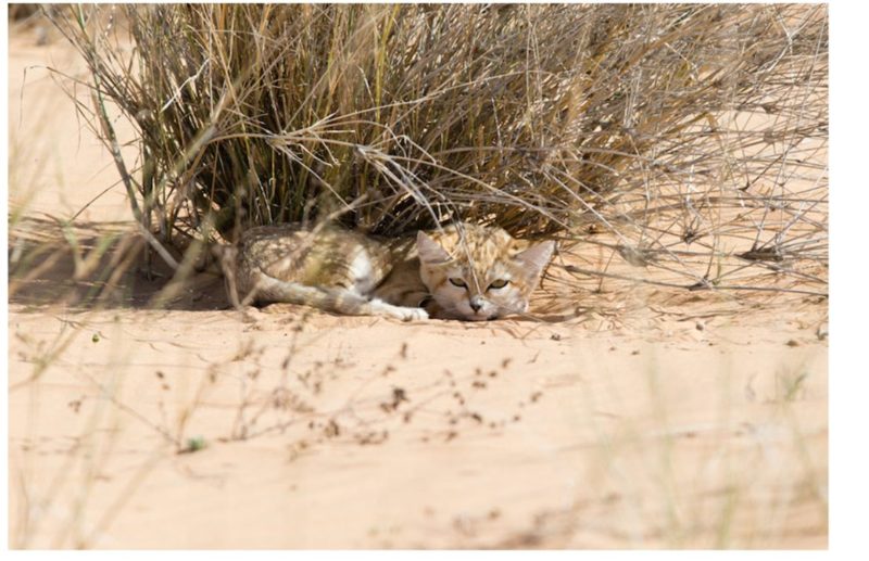 These adorable wild sand cats have been captured on camera for the first time, after being looked for about 4 years